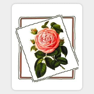 pink rose in the frame Magnet